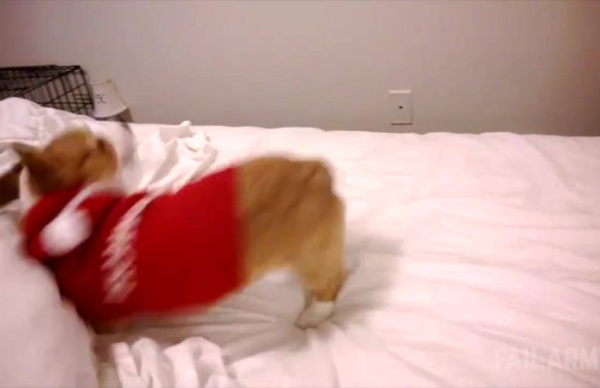 Corgi Christmas Sweater