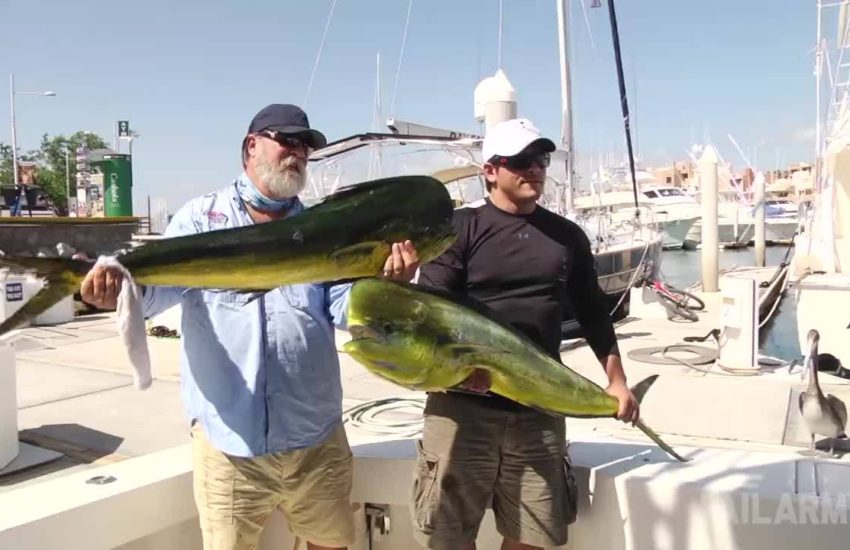 Seal Steals Fisherman's Catch