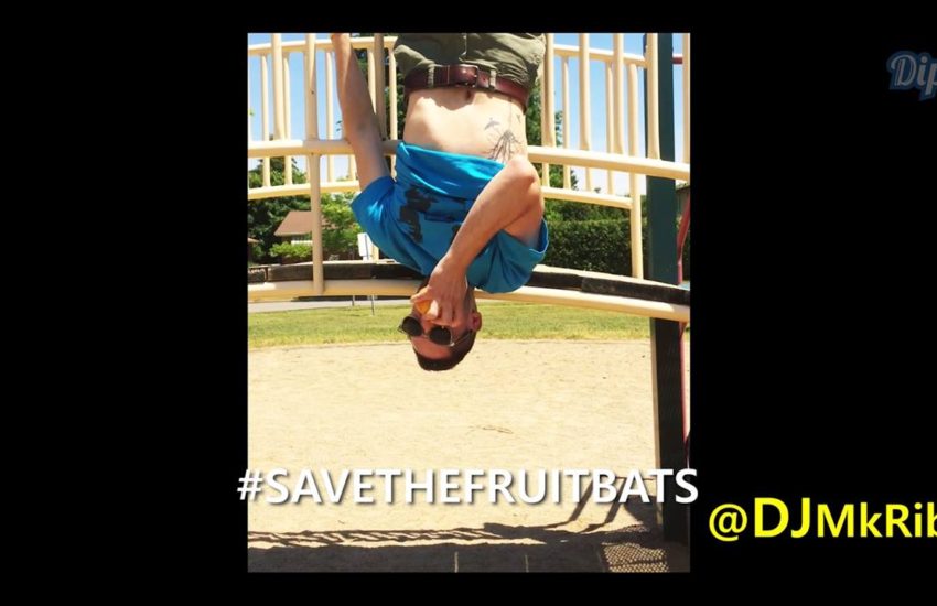 The Fruit Bat Challenge is what we need to do to #SaveTheFruitBats now!