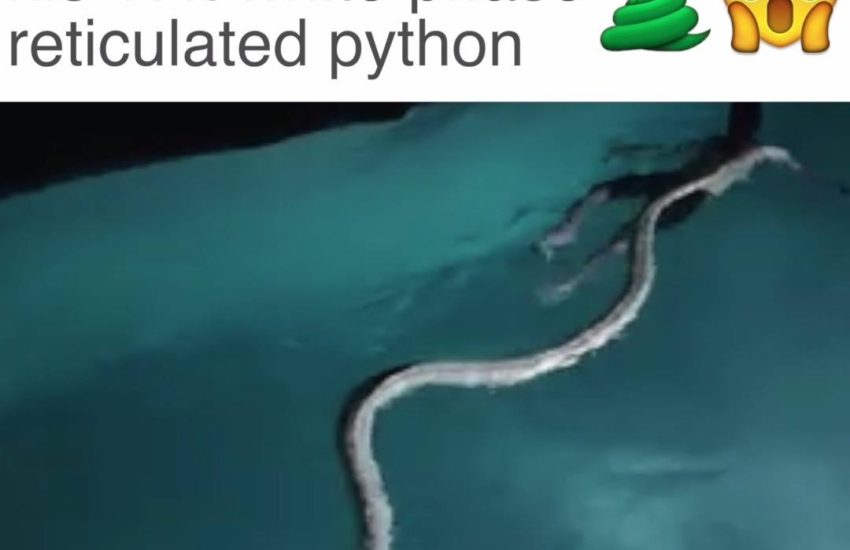 I can't work out if this is super cool or completely bonkers credit: Daniel McCool