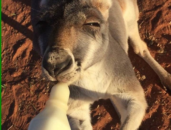 Drink up little guy <3