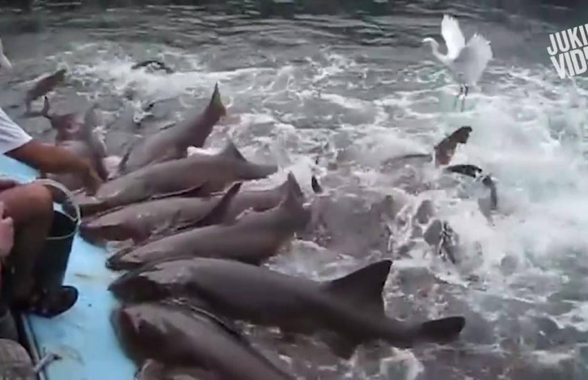 JukinVideo Vault Presents Shark Encounters