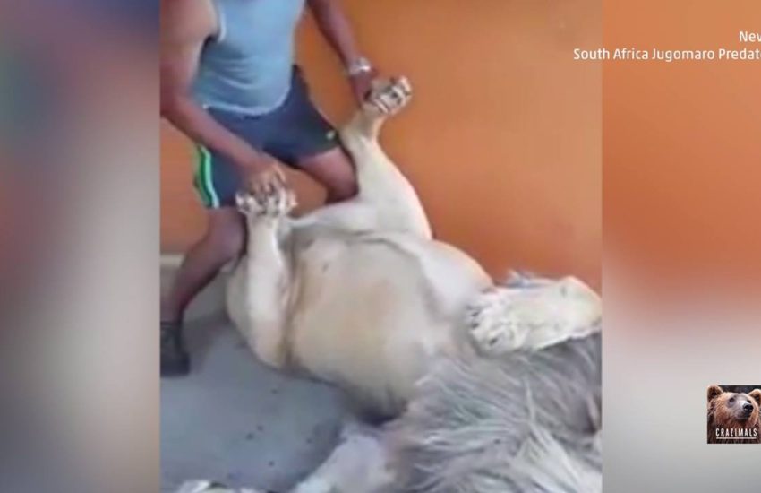 Lion Loves Getting Feet Massaged