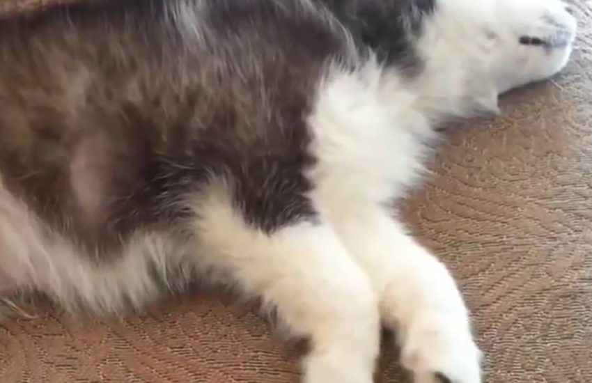 Dreaming dogs are adorable! #diplyoriginals