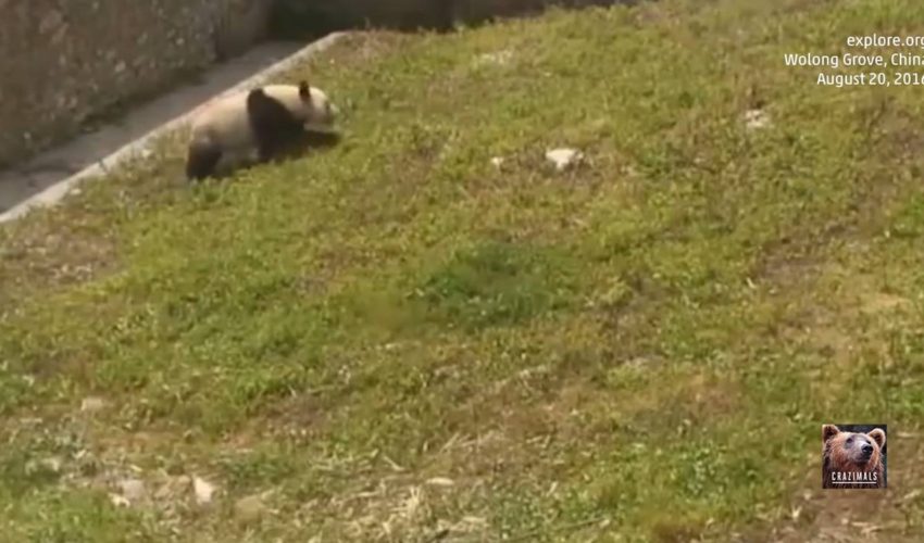 嬰兒熊貓滾動