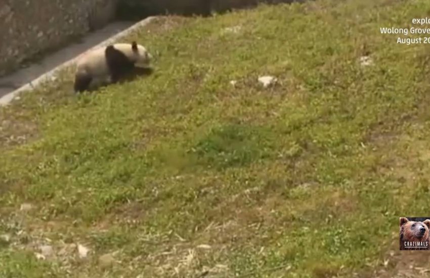 Baby Pandas Rolling Around