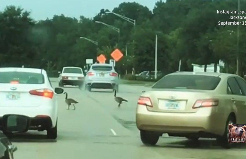 Geese Stop Traffic