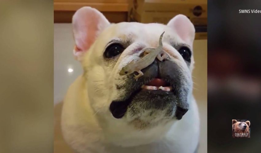 壁虎爬在牛頭犬的鼻子上