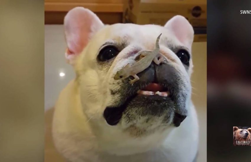 Gecko Crawls on Bulldog's Nose