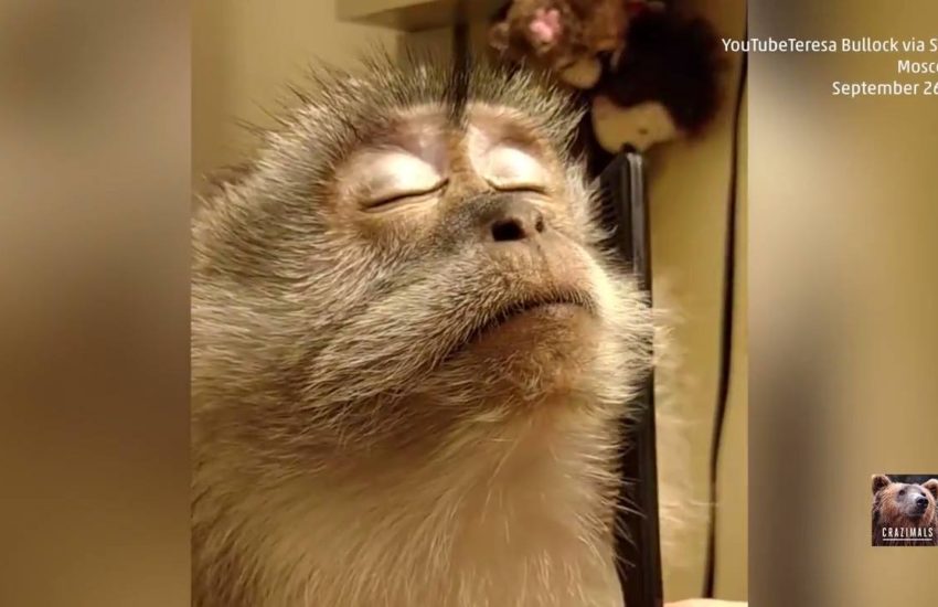 Spoiled Monkey Gets Groomed