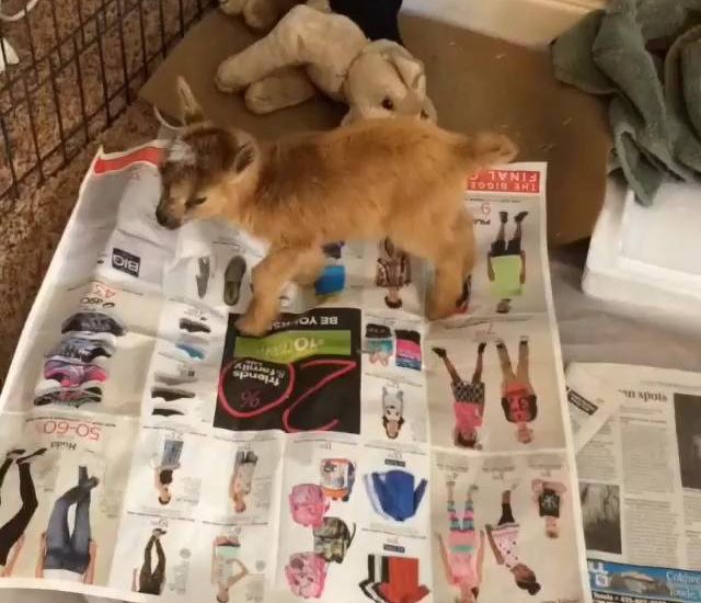 Chewie the Baby Goat Learns to Walk
