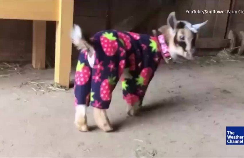 Adorable Baby Goats Play in Pajamas