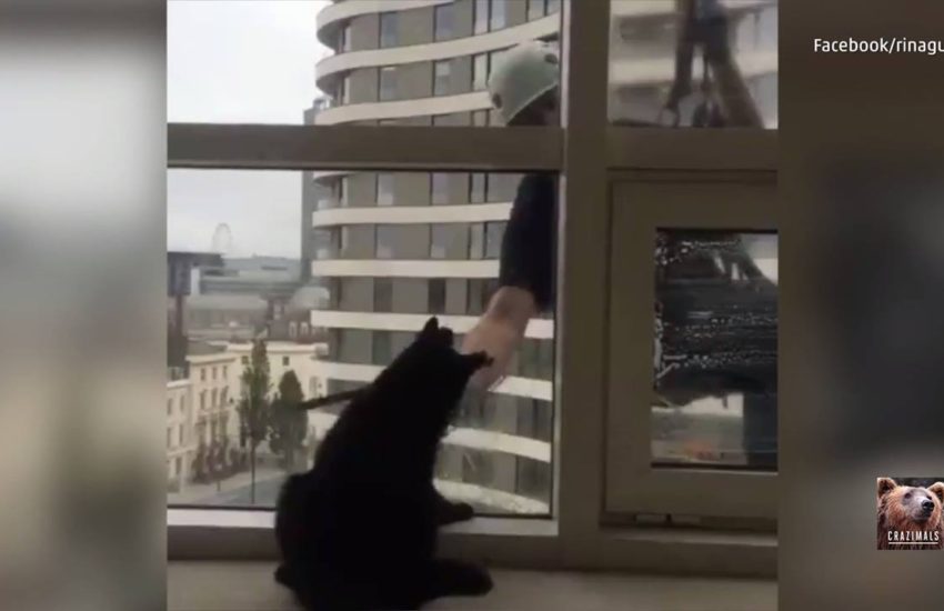 Cat vs. Window Cleaner