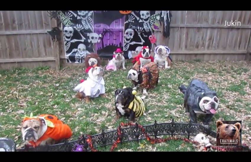 Bulldogs Dressed up for Halloween