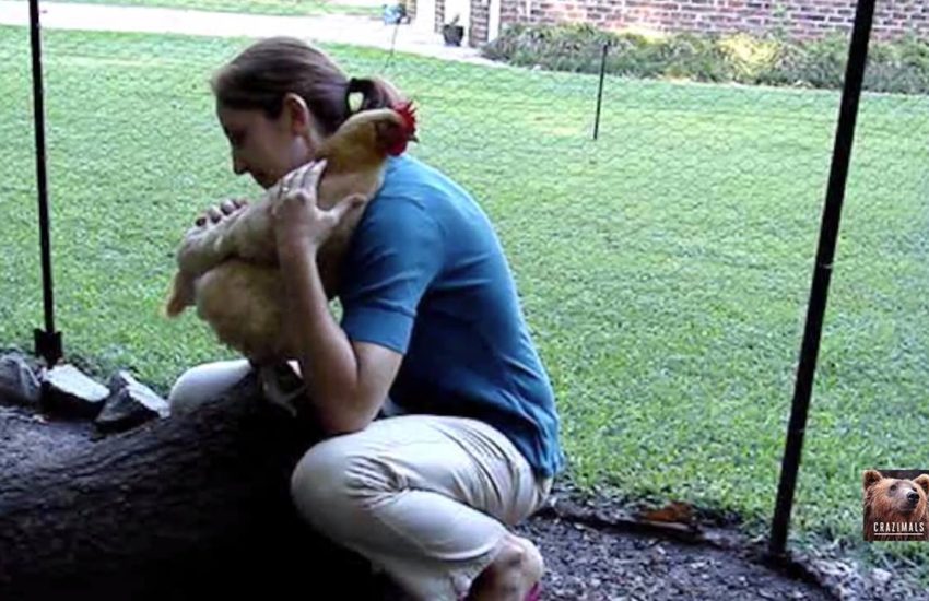 Chicken Wants a Hug