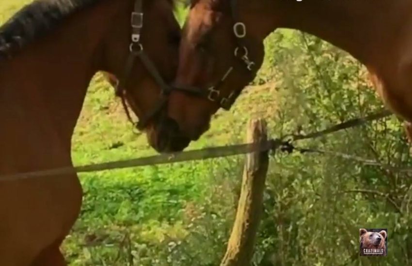 Horses Play Together