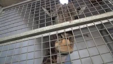 與格林維爾動物園的小長頸鹿密切合作