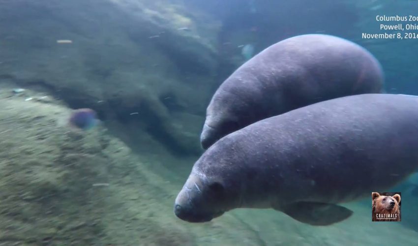 海牛雙胞胎在哥倫布動物園和水族館游泳