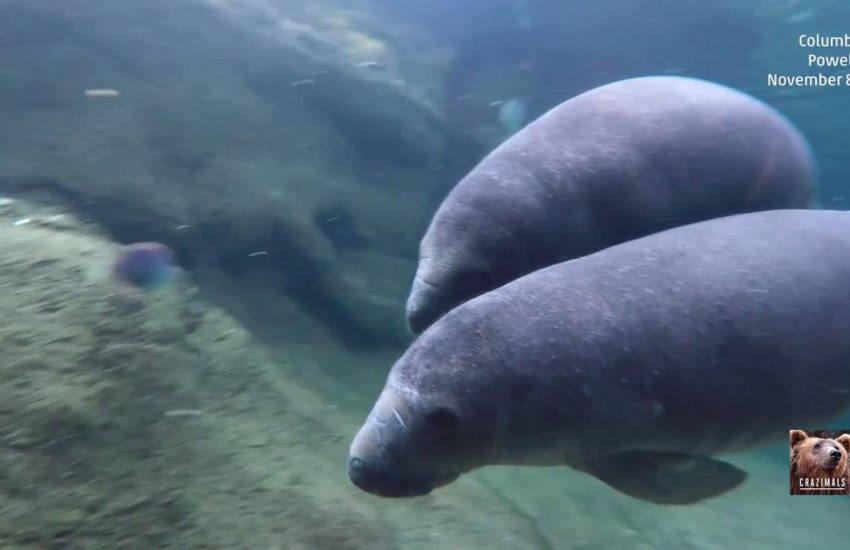Manatee Twins Swim Around at Columbus Zoo and Aquarium