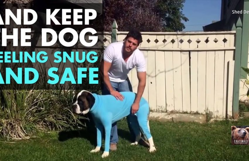 Dog Leotards
