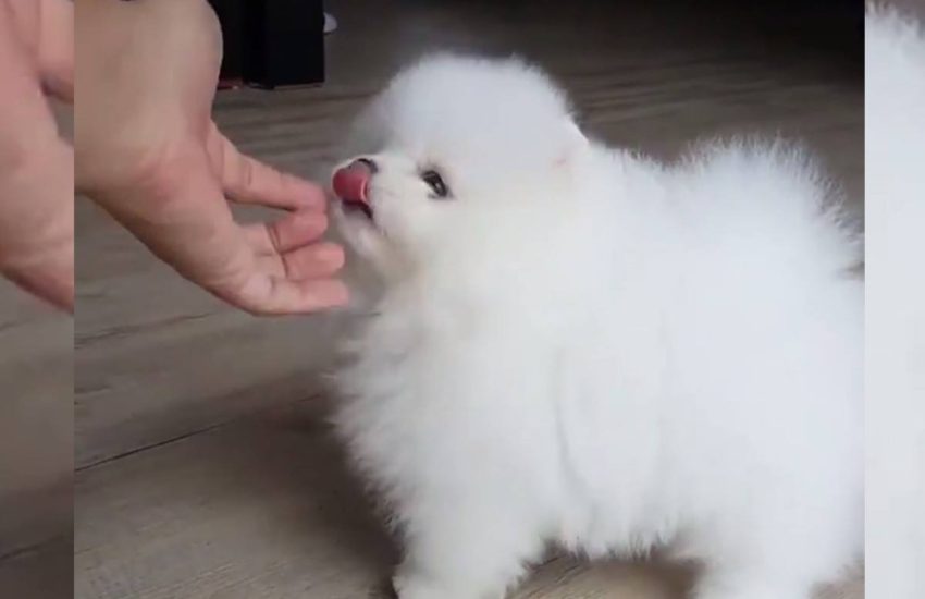 So much softness! #onedip