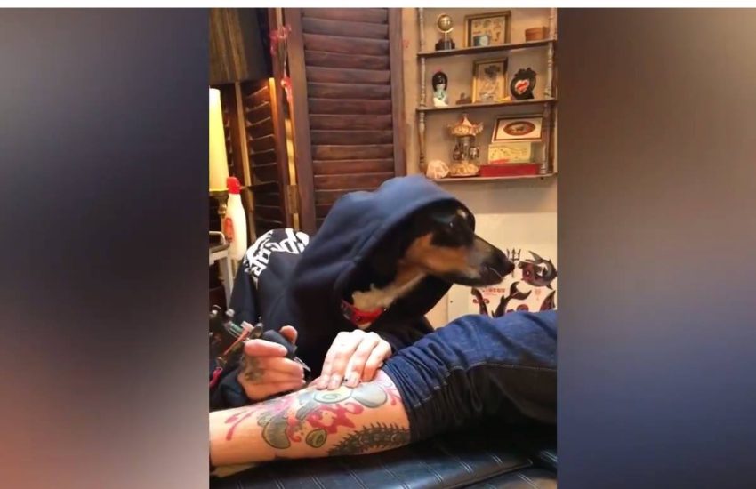 His shop is called the doghouse :v #itsviral