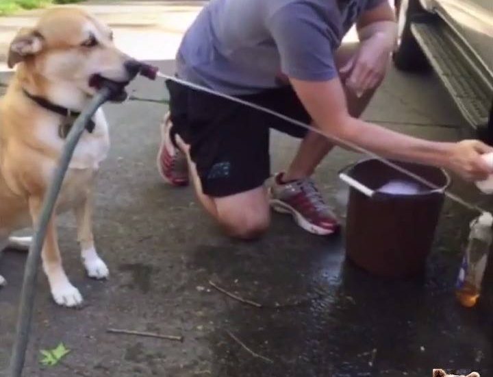 Dog Helps Owner With Daily Tasks