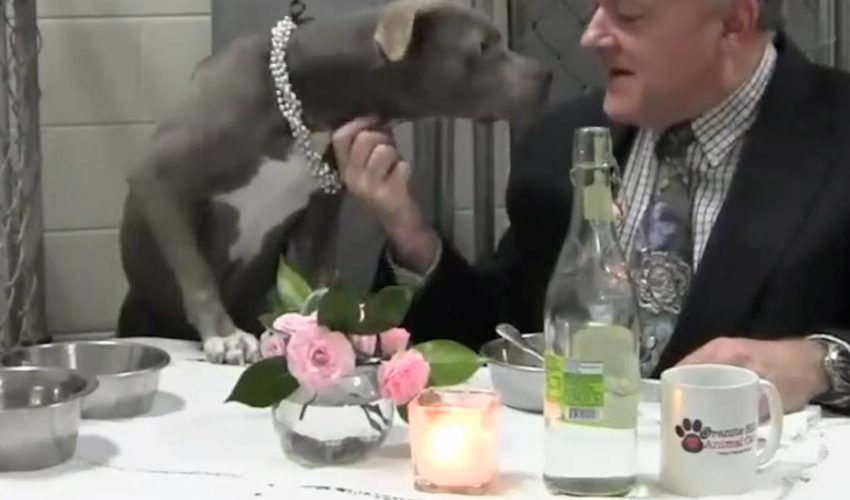 花崗岩山動物護理真正關心他們的動物，以確保他們總會感到被愛<3#diplyoriginals