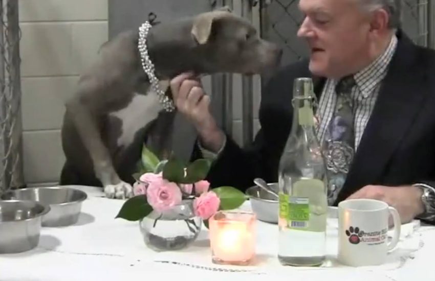 Granite Hills Animal Care truly cares for their animals to ensure they will always feel loved <3 #diplyoriginals