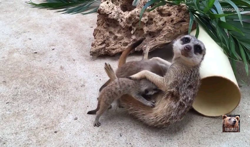 在Tar​​onga動物園的貓鼬幼崽