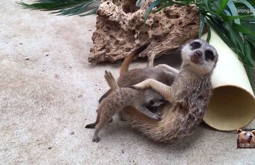 Meerkat Pups at Taronga Zoo