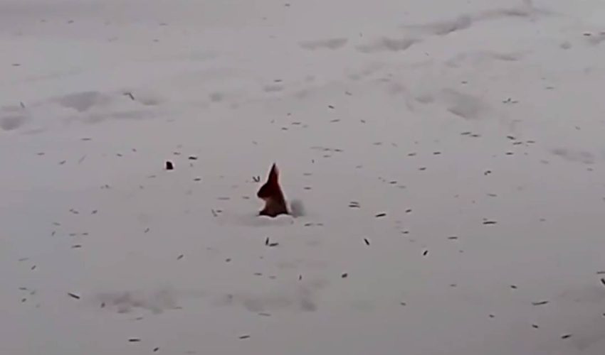 松鼠在雪地裡玩