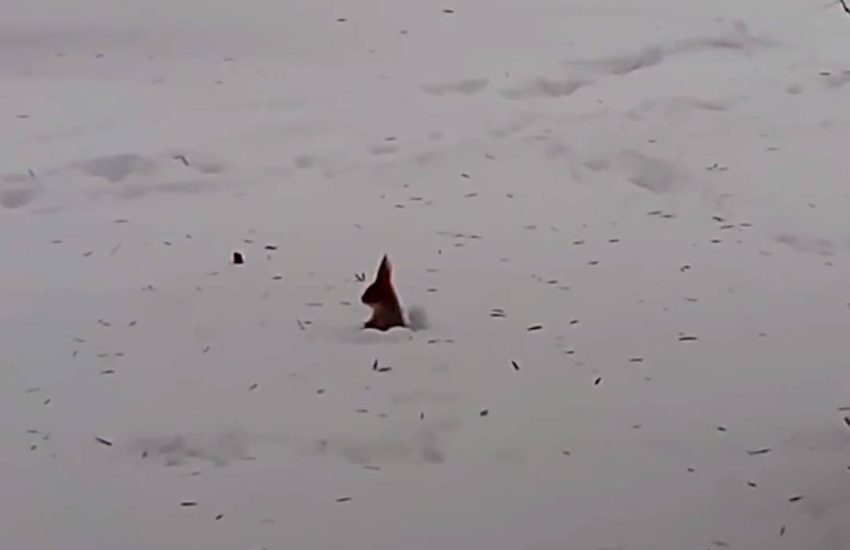 Squirrel Plays in Snow