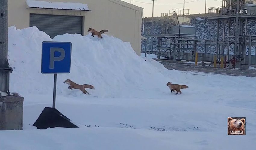 狐狸在雪中嬉戲