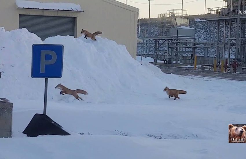 Foxes Frolic in the Snow