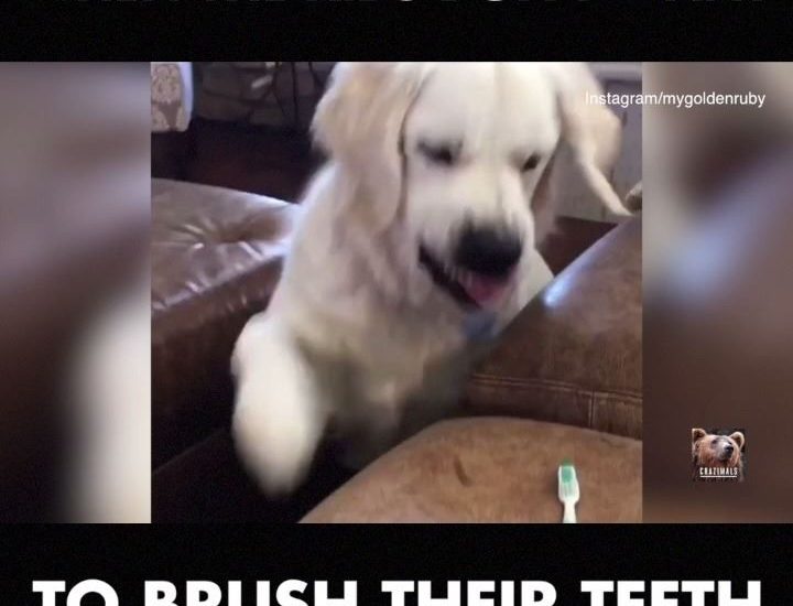 Dog vs. Toothbrush