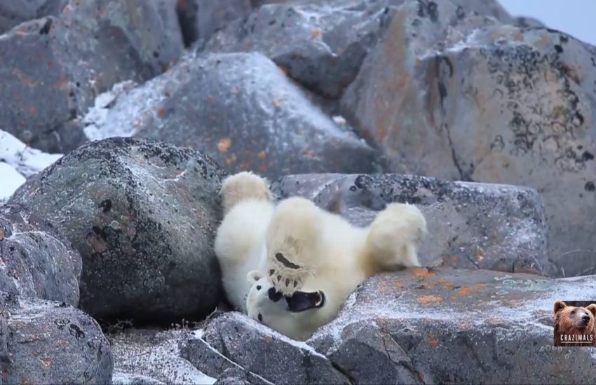 Polar Bear Nap Time