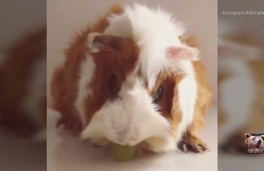 Guinea Pig Munches on Grape