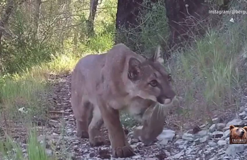 Big Cats Spotted on California Trail Cam