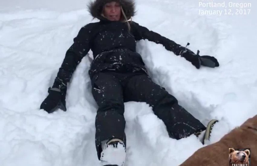 Dog Makes Snow Angels with Owner