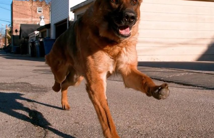 Have you ever seen a happy dog run in slow-motion? #diplyoriginals