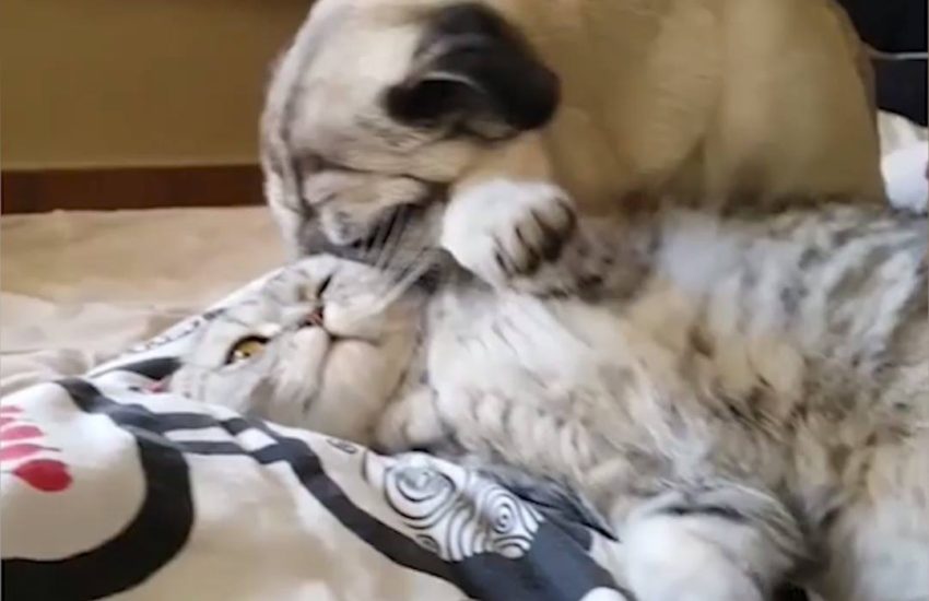 Pug Kisses Cat