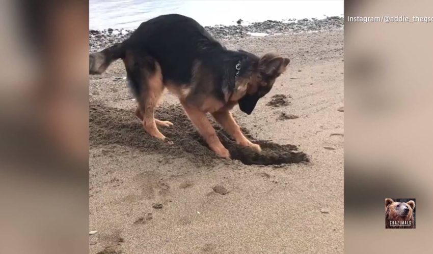 狗在海灘上挖