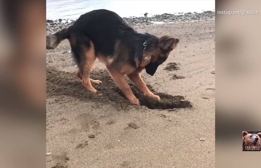 Dog Digs on Beach