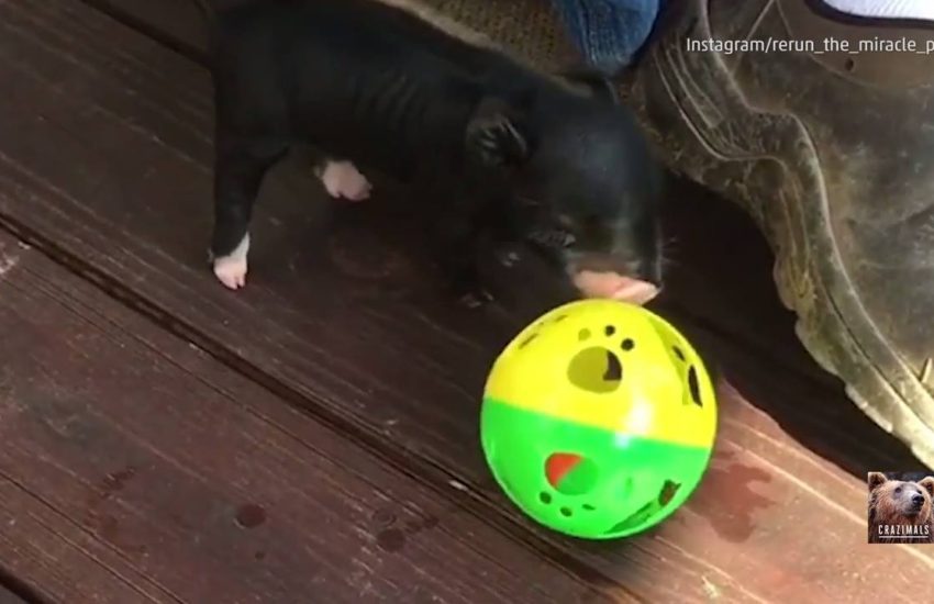 Itty Bitty Piglet Chases Tiny Ball