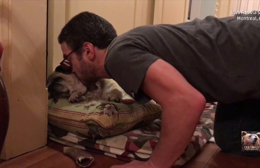 Waking Up an Old Pug with Kisses