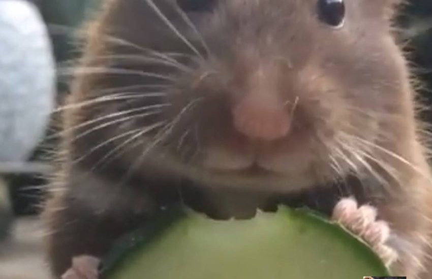 Hamster Noms on Cucumber