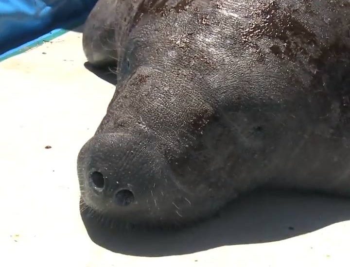 This Manatee shows us there’s always hope. Credit, http://www.fla-keys.com/ and dolphins.org #diplyorignials