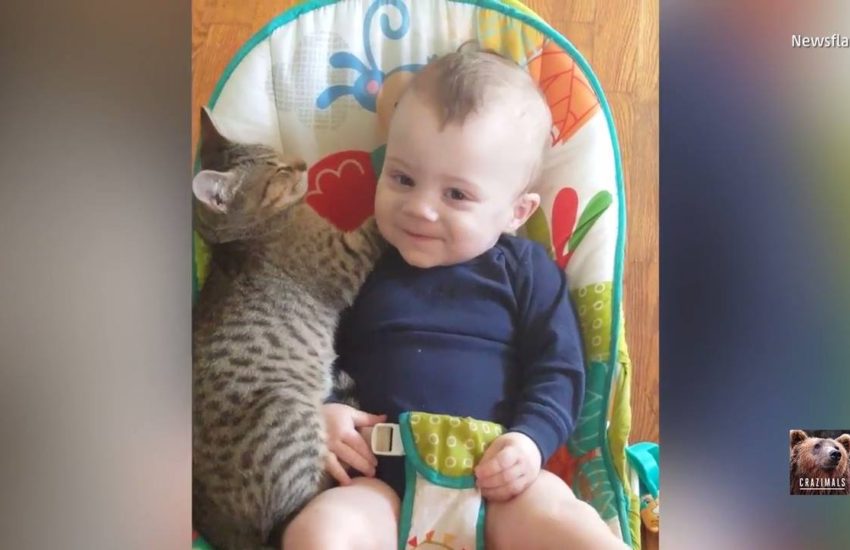Kitten + Toddler = True Love