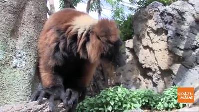 快來看看田納西水族館的狐猴吧！ #facebooklive